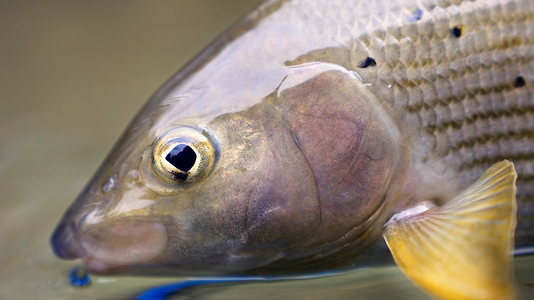 Winter fishing grayling