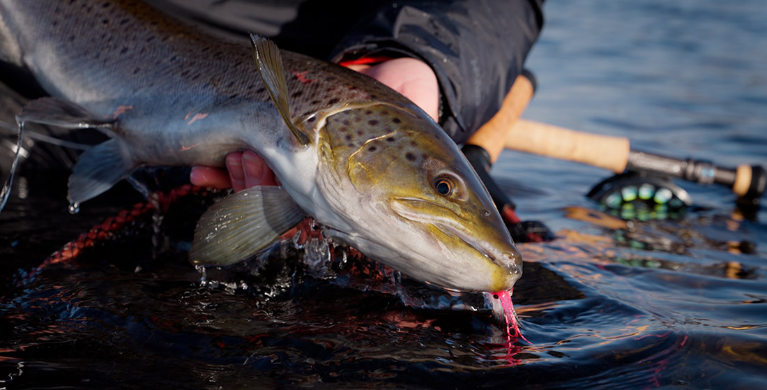 Sea Trout caught on Guideline LPX Coastal