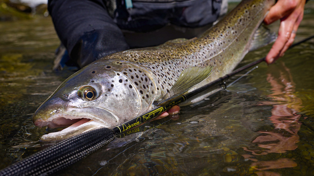 Adams XTZ Spanish Trout