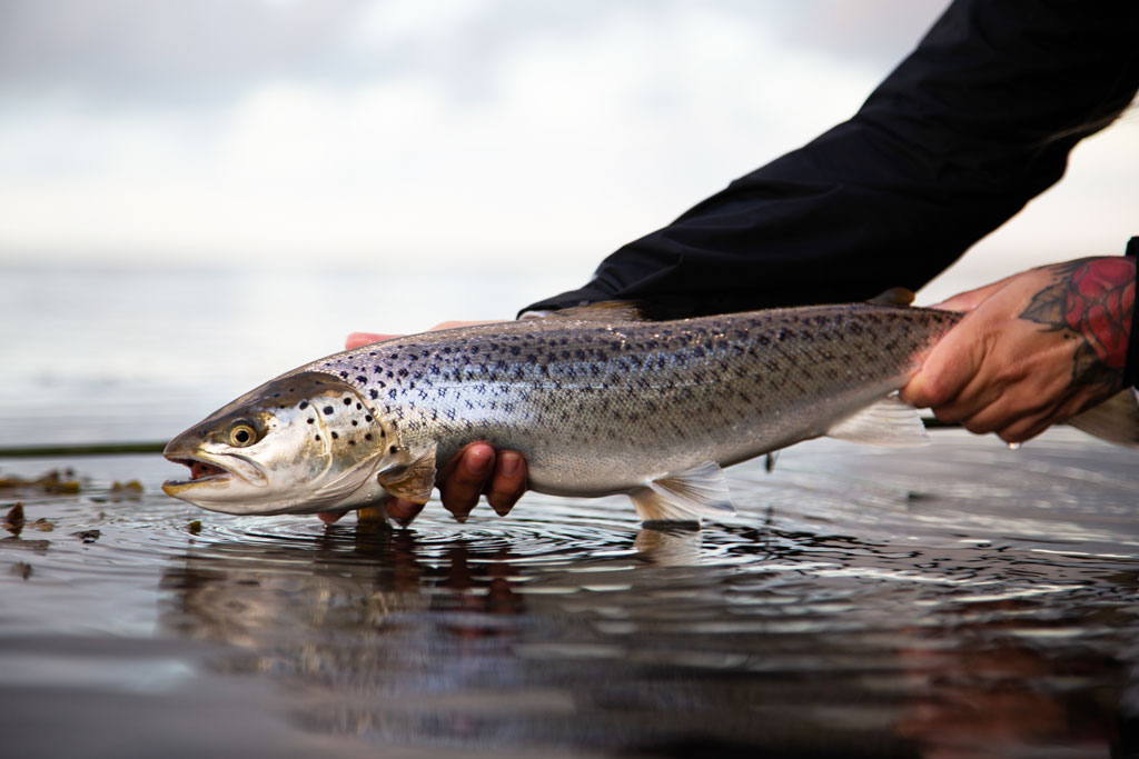 Baltic Sea Trout