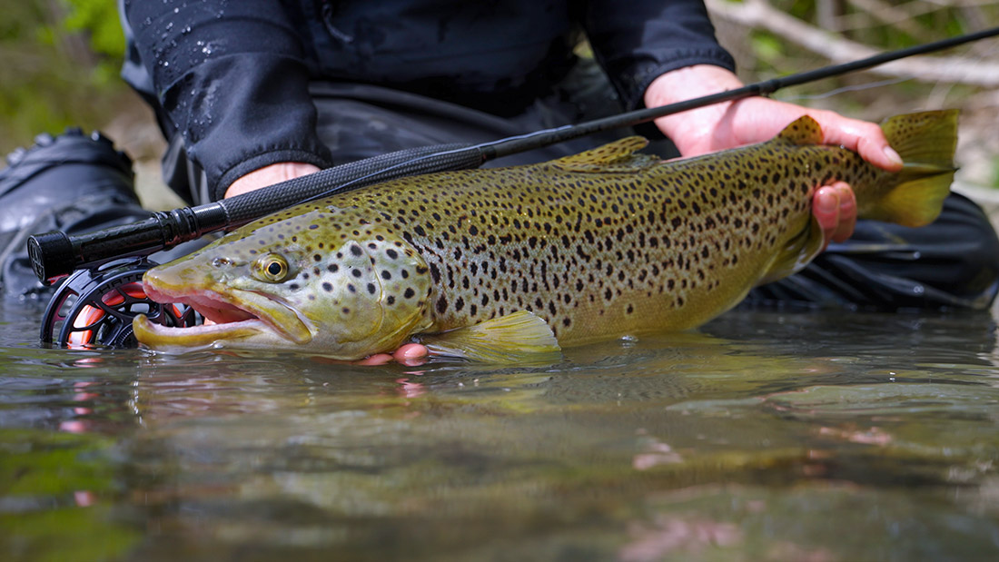 Adams Max Black Big Brown Trout