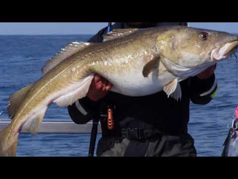 Sportex Magnus Travel Jigging Spinnrute