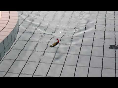 Headbanger Shad Floating 16 cm