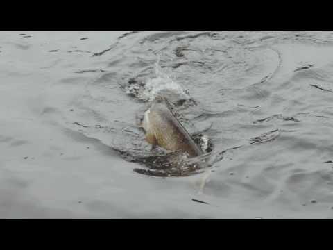 Savage Gear 3D Suicide Duck Floating 10,5 cm 28 g