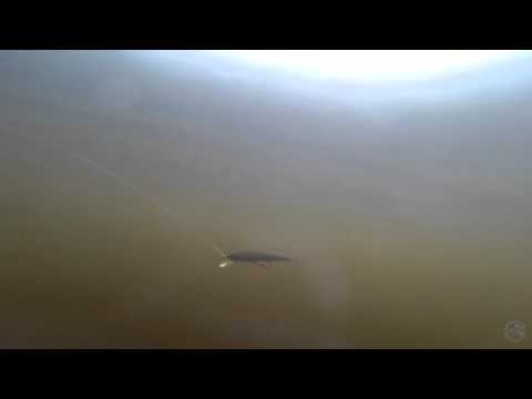 Daiwa Tournament Baby Minnow Wobbler 60SP 3,5 g